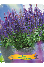 Salvia Sensation Deepblue Ø11