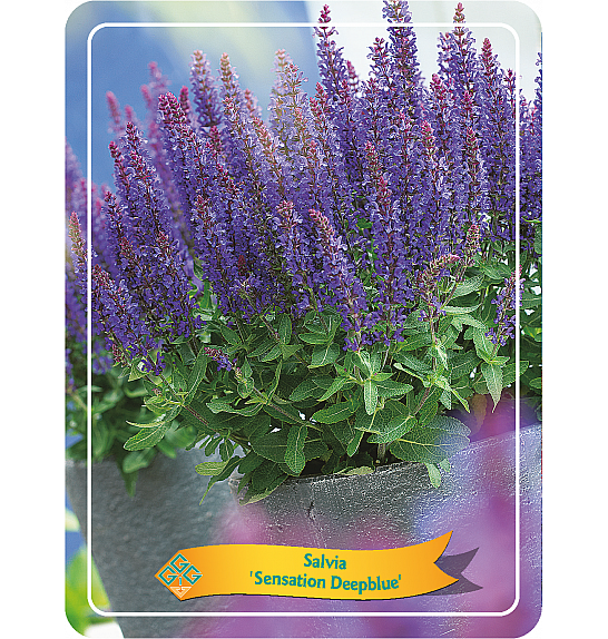 Salvia Sensation Deepblue Ø11