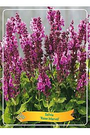 Salvia Rose Marvel Ø11