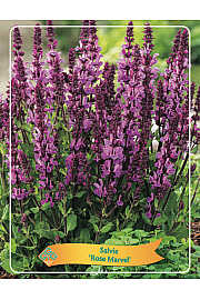 Salvia Rose Marvel Ø11