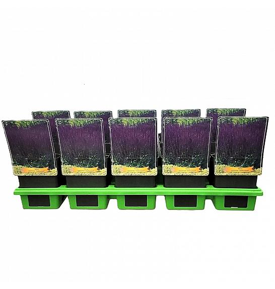 Salvia Nemerosa Ostfriesland Ø11