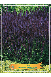 Salvia Nemerosa Ostfriesland Ø11