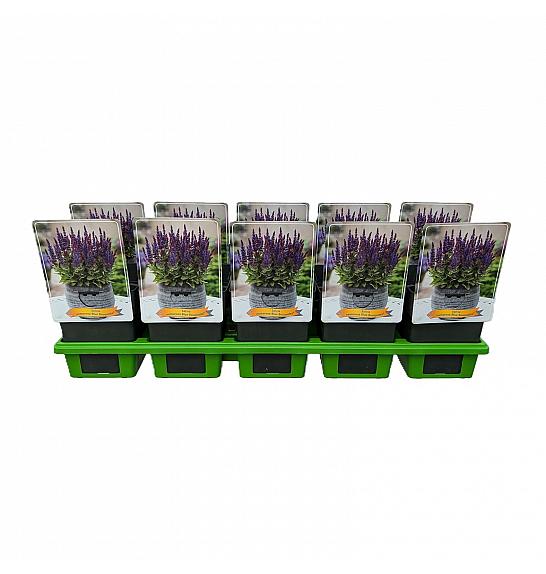 Salvia nem. Blue Bouguetta® Ø11