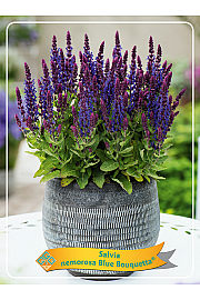 Salvia nem. Blue Bouguetta® Ø11