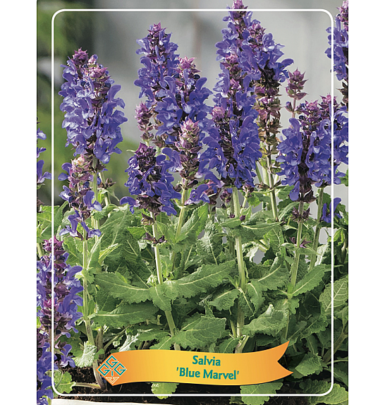 Salvia Blue Marvel Ø11