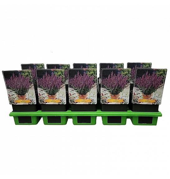 Salvia Blaukönigin Ø11