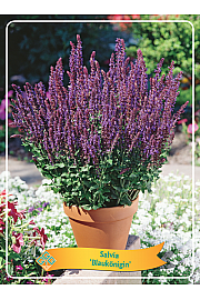 Salvia Blaukönigin Ø11