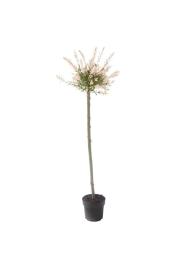 Salix integra Hakuro Nishiki C5 Lit. 100-125 cm na steblu 100 cm