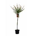 Salix integra Hakuro Nishiki C3 Lit. Na steblu 80 cm