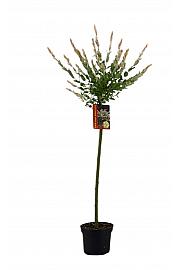 Salix integra Hakuro Nishiki C3 Lit. Na steblu 80 cm