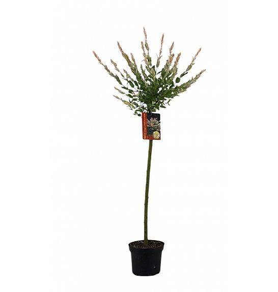 Salix integra Hakuro Nishiki C3 Lit. Na steblu 80 cm