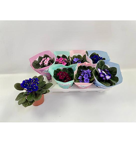 Saintpaulia ion. Standardna mješavina Ø12