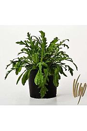 Rucola Eruca vesicaria Ø14