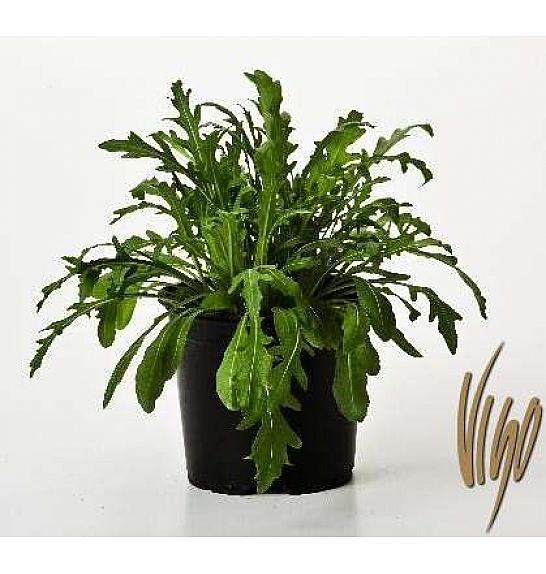 Rucola Eruca vesicaria Ø14