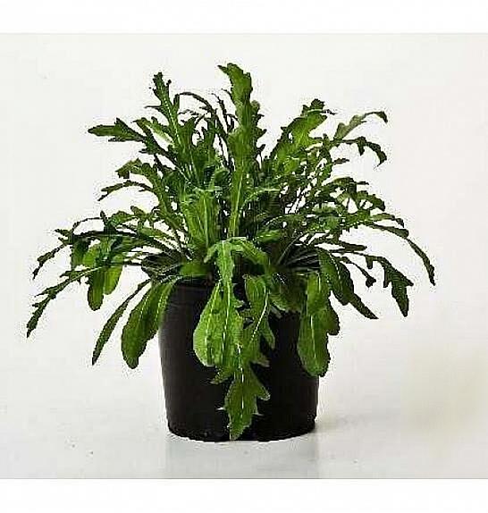 Rucola Eruca vesicaria Ø14