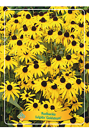 Rudbeckia fulgida Goldsturm Ø11