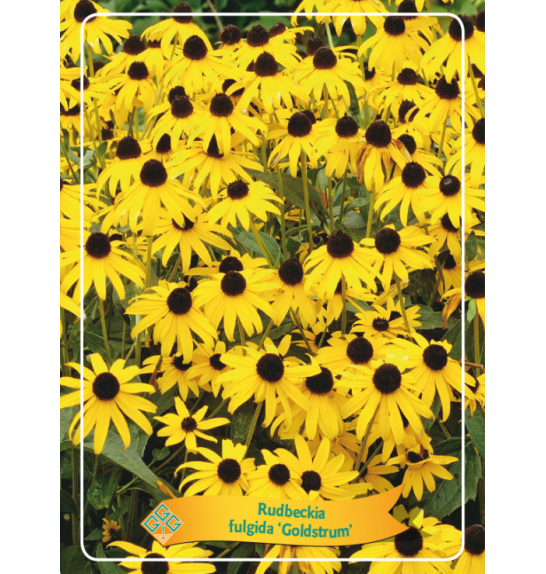 Rudbeckia fulgida Goldsturm Ø11