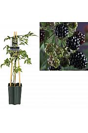 Rubus Thornless Evergreen C2,5 Lit. 40-60 cm