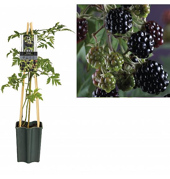 Rubus Thornless Evergreen C2,5 Lit. 40-60 cm