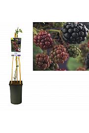 Rubus Thornfree C2,5 Lit. 40-60 cm
