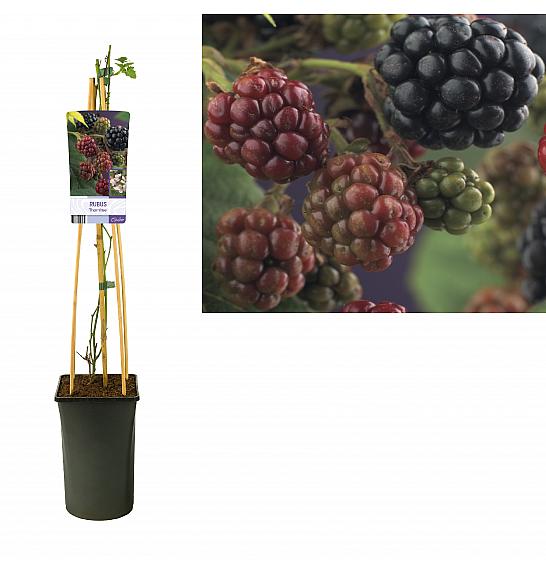 Rubus Thornfree C2,5 Lit. 40-60 cm