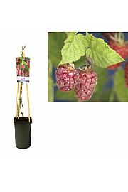 Rubus Tayberry C2,5 Lit. 40-60 cm