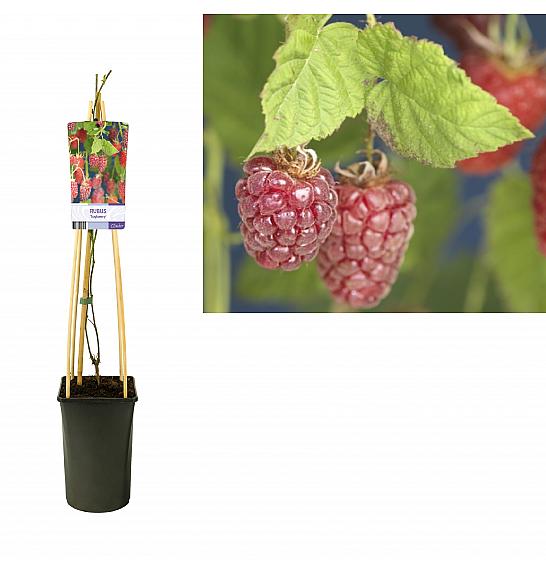 Rubus Tayberry C2,5 Lit. 40-60 cm