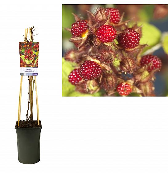 Rubus phoenicolasius C2,5 Lit. 40-60 cm