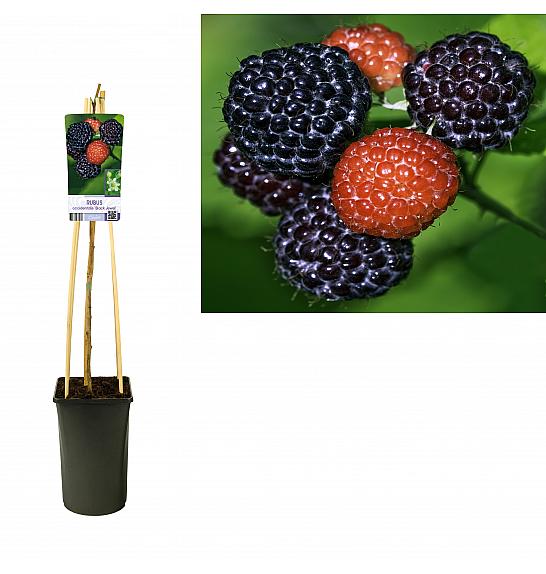 Rubus occidentalis Black Jewel C2,5 Lit. 40-60 cm