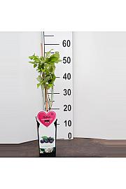Rubus occidentalis Black Jewel C2 Lit. 30-40 cm BIO