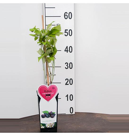 Rubus occidentalis Black Jewel C2 Lit. 30-40 cm BIO