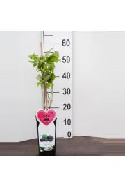 Rubus occidentalis Black Jewel C2 Lit. 40-60 cm BIO (124082)