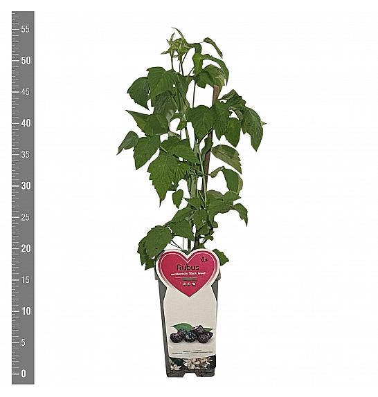 Rubus occidentalis Black Jewel C2 Lit. 30-40 cm