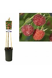Rubus Malling Promise C2,5 Lit. 40-60 cm