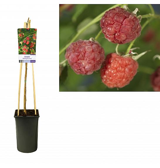 Rubus Malling Promise C2,5 Lit. 40-60 cm
