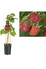 Rubus Malling Promise C1,5 Lit. 30-40 cm