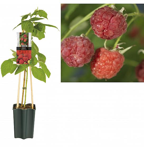 Rubus Malling Promise C1,5 Lit. 30-40 cm