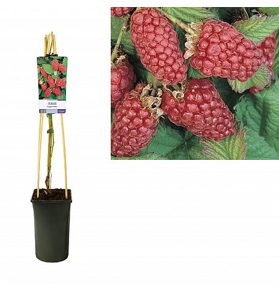 Rubus Loganberry C2,5 Lit. 40-60 cm