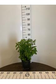 Rubus illecebrosus Asterix C3 Lit. 30-40 cm