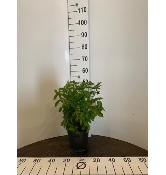 Rubus illecebrosus Asterix C3 Lit. 30-40 cm