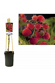 Rubus idaeus Zefa Herbsternte C2,5 Lit. 40-60 cm