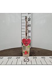 Rubus idaeus Zefa Herbsternte C2 Lit. 30-40 cm BIO
