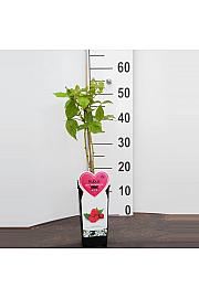 Rubus idaeus Zefa Herbsternte C2 Lit. 30-40 cm BIO