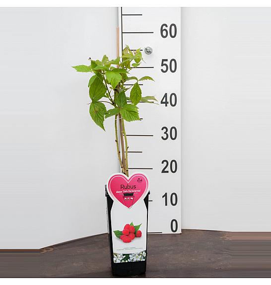 Rubus idaeus Zefa Herbsternte C2 Lit. 30-40 cm BIO