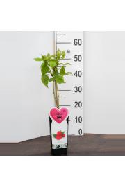 Rubus idaeus Zefa Herbsternte C2 Lit. 40-60 cm BIO