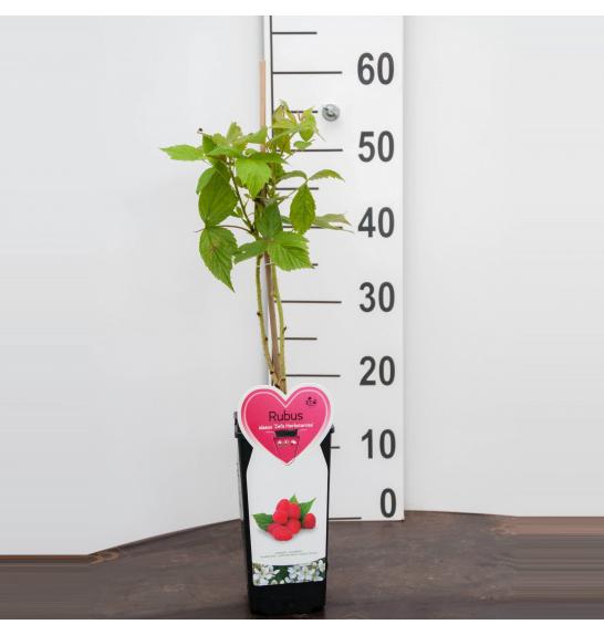 Rubus idaeus Zefa Herbsternte C2 Lit. 40-60 cm BIO