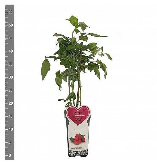 Rubus idaeus Zefa C2 Lit. 30-40 cm