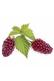 Rubus idaeus x fruticosus Loganberry C2 Lit. 30-40 cm