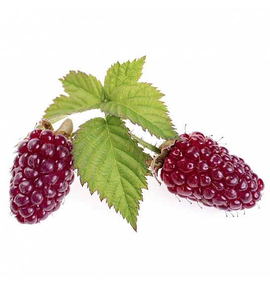Rubus idaeus x fruticosus Loganberry C2 Lit. 30-40 cm