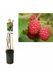 Rubus idaeus Willamette C2,5 Lit. 40-60 cm